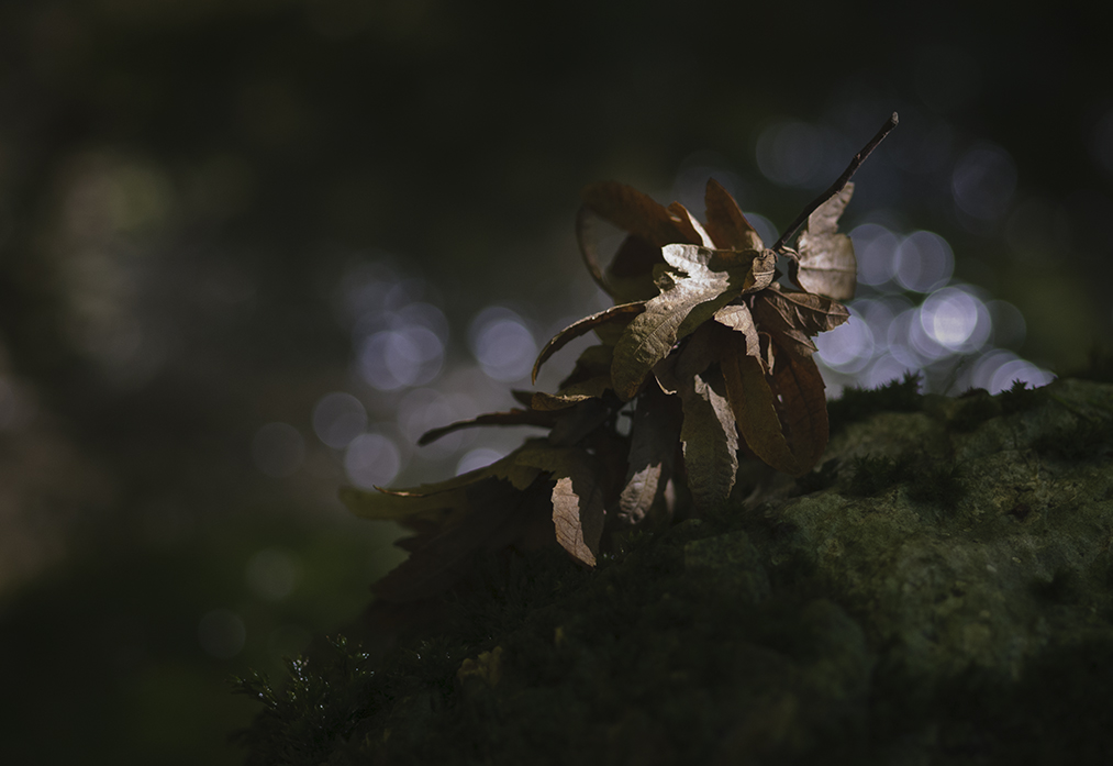 Autumn Ante Portas